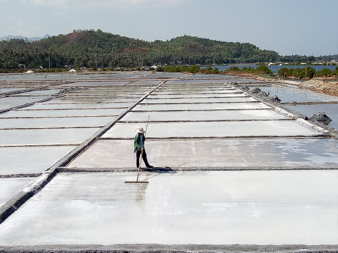 Đầu tư lớn, nên việc áp dụng sản xuất muôi sạch tại Phú Yên vẫn gặp nhiều khó khăn. Ảnh: HMN.