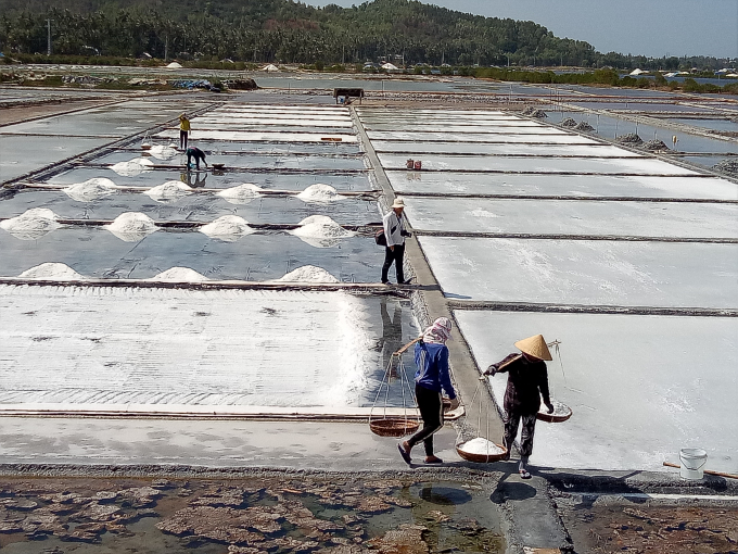 Nghề làm muối vẫn đang là nghề có thu nhập thấp, đời sống diêm dân vẫn đang gặp nhiều khó khăn. Ảnh: MHN. 