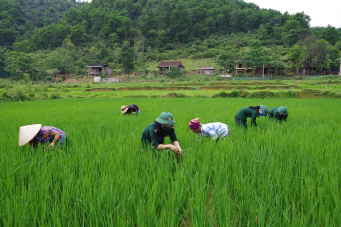 Bộ đội Biên phòng, chính quyền địa phương và các đoàn thể, doanh nghiệp sau nhiều năm dày công 'cầm tay chỉ việc' đã giúp đồng bào Chứt thay đổi tập quán sản xuất, từng bước đưa giống mới, khoa học kỹ thuật vào canh tác lúa nước. Ảnh: VD.