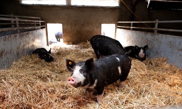Những con lợn trong trang trại của Scheepens được dạy để đi tiểu vào đúng góc tối trong chuồng. Ảnh: Guardian.