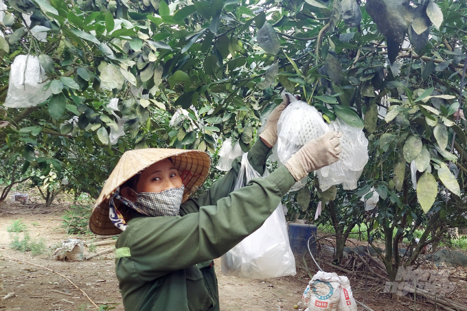 Đồng bào công giáo tỉnh Thanh Hóa đoàn kết giúp nhau phát triển kinh tế, nâng cao đời sống, giảm nghèo bền vững. Ảnh: Võ Dũng.