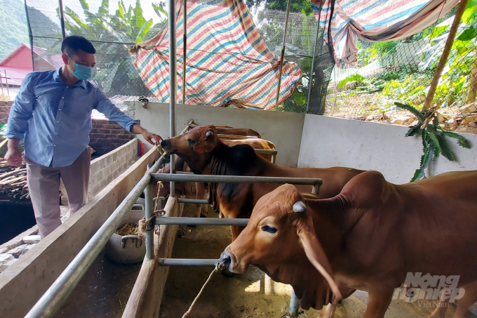 Ngân hàng bò và bò vỗ béo đang mang lại hiệu quả thiết thực trong công tác giảm nghèo tại các huyện miền núi Thanh Hóa. Ảnh: VH.