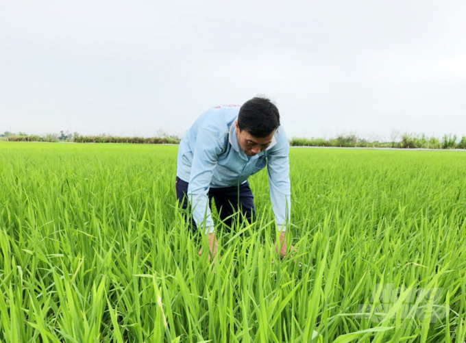 Giống lúa OM468 vụ hè thu 2021 tại Trại thực nghiệm Sản xuất giống cây trồng An Phong ở huyện Thanh Bình (Đồng Tháp). Ảnh: Lê Hoàng Vũ.