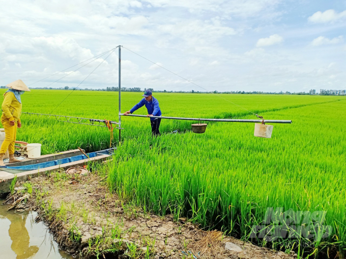 Giống lúa OM468 ít sâu bệnh, giúp nông dân giảm chi phí phân và thuốc BVTV từ 15-20% so với vụ hè thu năm trước. Ảnh: Lê Hoàng Vũ.