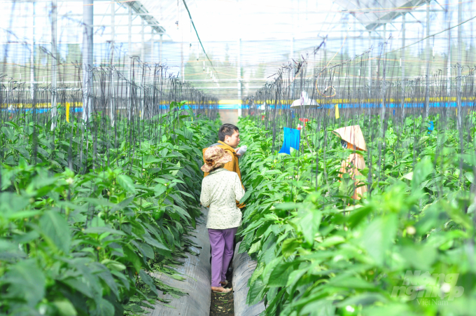 Phát triển nông nghiệp hữu cơ được Lâm Đồng xây dựng đề án với mục tiêu trở thành địa phương đi đầu cả nước về lĩnh vực này. Ảnh: Minh Hậu.