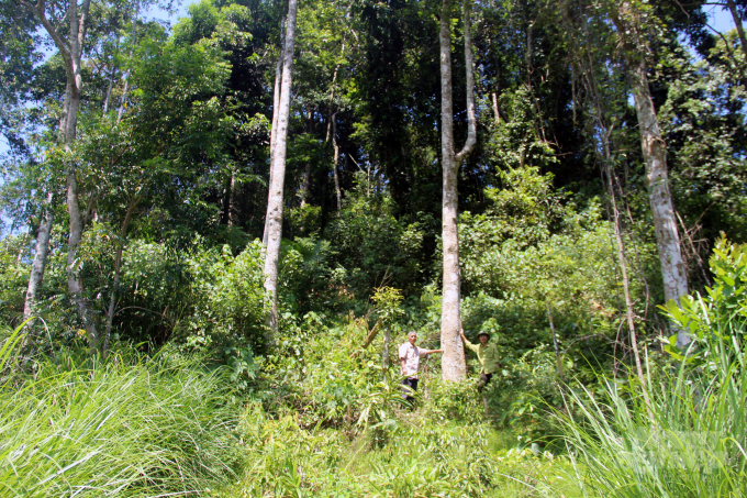 Trồng rừng FSC giúp người trồng rừng tăng hiệu quả kinh tế 1,2-1,5 lần, là giải pháp giảm nghèo bền vững ở các huyện miền núi Thanh Hóa. Ảnh: VH.