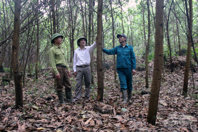 Trồng rừng FSC giúp người trồng rừng tăng hiệu quả kinh tế 1,2-1,5 lần, là giải pháp giảm nghèo bền vững ở các huyện miền núi Thanh Hóa. Ảnh: VD.
