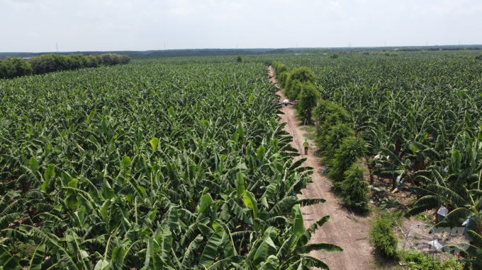 Vietnam's banana export has increased steadily thanks to stronger domestic investment in high-quality banana production. Photo: Tran Trung.