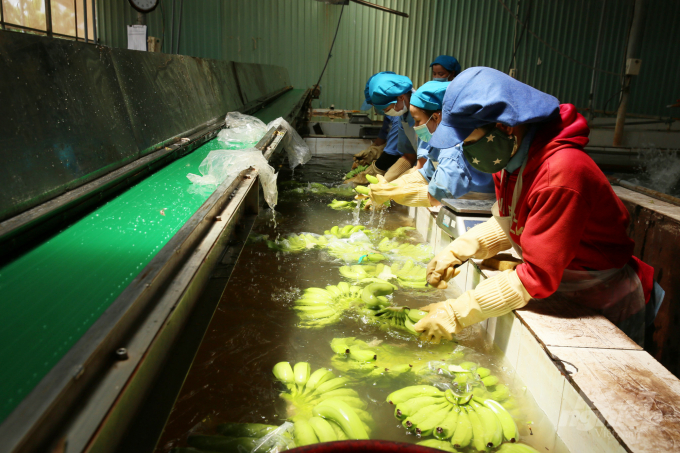 The export of bananas has grown strongly since earlier this year. Photo: Hong Thuy.