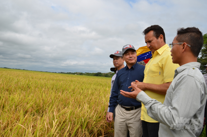 Thống đốc bang Guarico thăm cánh đồng lúa do chuyên gia Việt Nam chỉ đạo. Ảnh: Dương Đình Tường.