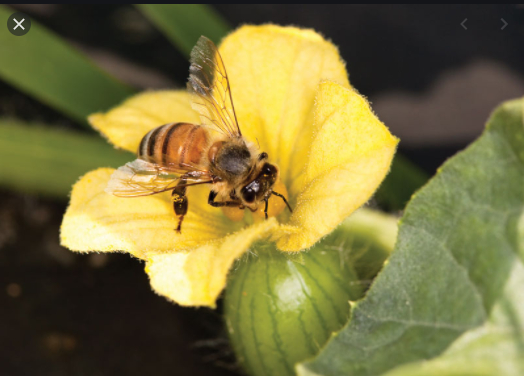 Neonicotinoid được ví như 'thuốc ngừa thai' cho ong và làm giảm mật số của loài ong. Ảnh: GCM