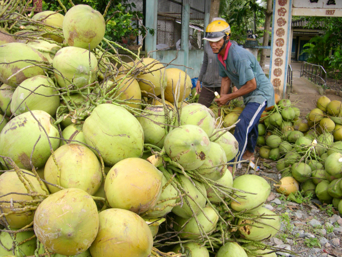 Unprocessed farming products have low economic value when exported to other countries. Photo: Le Hoang Vu.