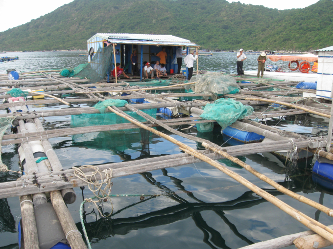 The number of lobster cages in Xuan Dai Bay is now much higher than the planned one. Photo: MH.