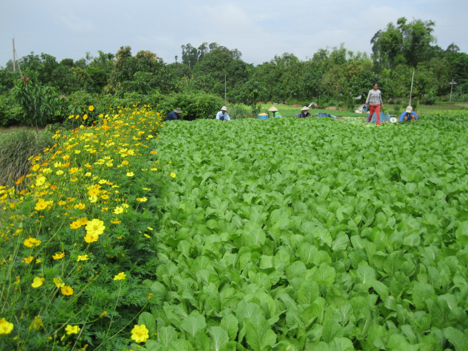 Mô hình trồng rau hữu cơ kết hợp trồng hoa để dẫn dụ thiên địch ở An Giang. Ảnh: Lê Hoang Vũ.