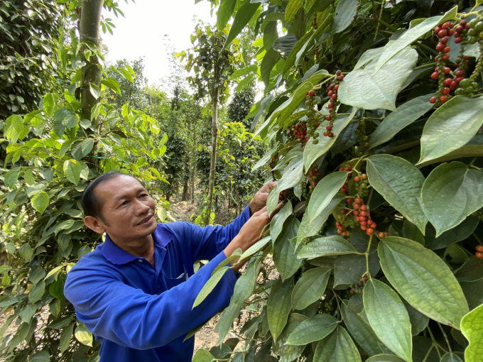 Growing ecological pepper in An Giang. Photo: Le Hoang Vu.