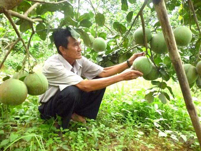 Cây bưởi có mặt tập trung khắp 10/15 xã của huyện Hoài Ân (Bình Định). Ảnh: Vũ Đình Thung.