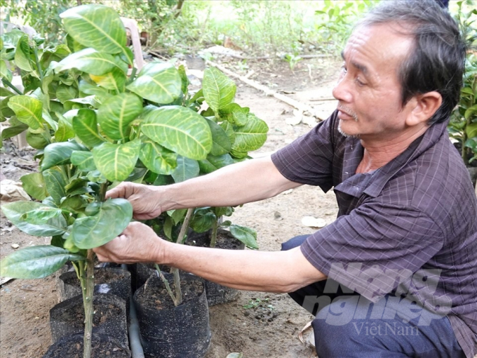 Ngoài sở hữu 50 gốc bưởi đã cho quả, ông Võ Đông Sơ ở thị trấn Tăng Bạt Hổ (huyện Hoài Ân, Bình Định) mỗi năm còn cung cấp 10.000 cây giống bưởi da xanh đầu dòng cho người dân địa phương. Ảnh: Vũ Đình Thung.