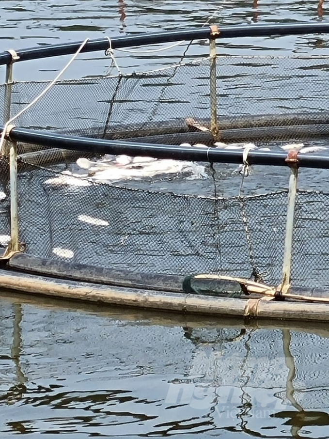 Cá nuôi trong hồ Thái lão bị chết hàng loạt. Ảnh: Thái Sinh.