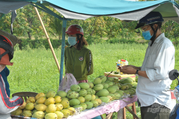 Vietnamese mango is among farming products that face difficulties to enter overseas markets. Photo: Le Hoang Vu.