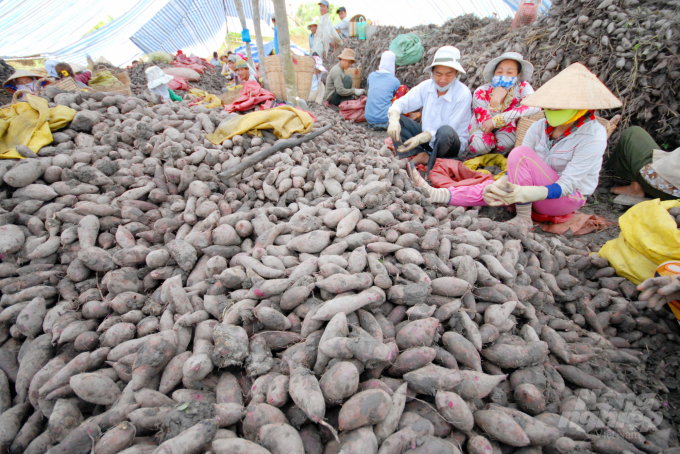Farmers in Binh Tan District in Vinh Long Province harvest sweet potato. Photo: Le Hoang Vu.