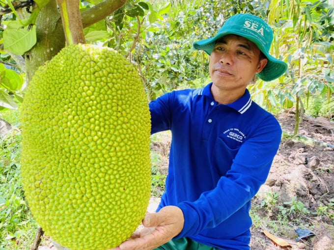 Thai jack fruit is grown in Mekong Delta region. Photo: Le Hoang Vu.
