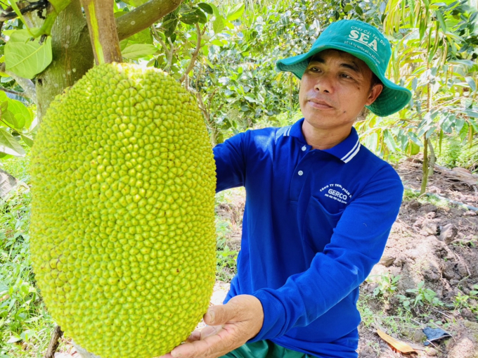 Hiện nay giá mít Thái được nông dân trồng ở ĐBSCL đang giảm mạnh do ảnh hưởng dịch bệnh. Ảnh: Lê Hoàng Vũ.