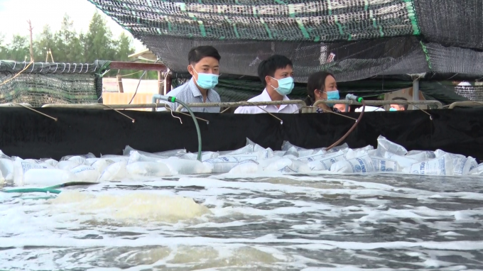 Shrimp seeds are released within the white shrimp farming model on sand implemented by Quang Tri Agricultural Extension Center. Photo: PVT.