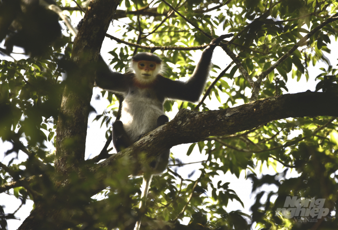 A gray-shanked douc langur discovered he was 'followed' when prepared to 'escape'. Photo: Ai Tam.