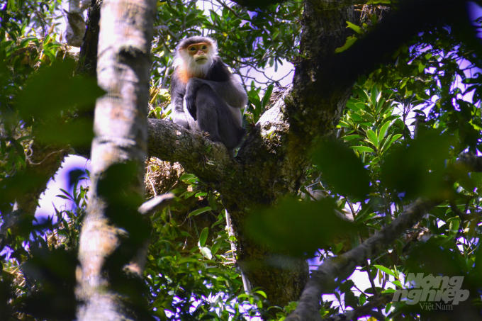 Gray-shanked douc langur is a vulnerable species because it is easy to detect, although it is very intelligent and agile. Photo: Ai Tam.