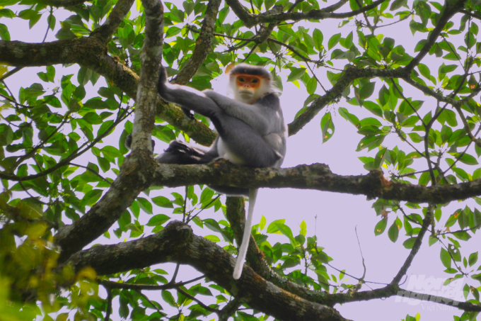 Since the Kon Ka Kinh forest is protected, the gray-shanked douc langur finds its own 'world' and reproduces (pictured is a baby one). Photo: Ai Tam.