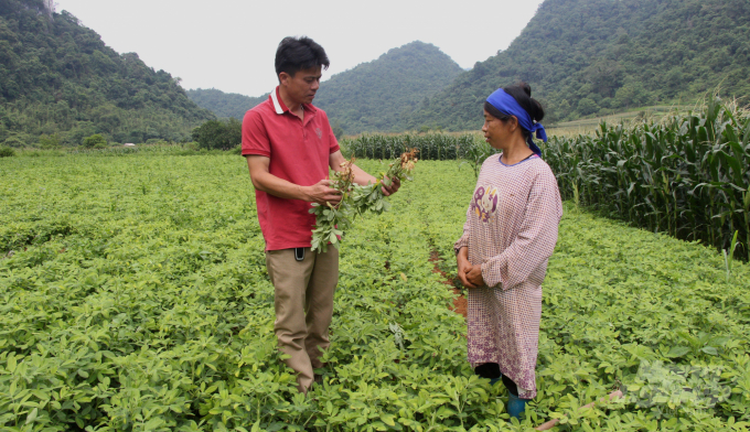 Cán bộ Công ty TNHH Nông lâm nghiệp Hà Quảng kiểm tra chất lượng cây lạc tại xóm Hồng Sơn, xã Vân Trình, huyện Thạch An. Ảnh: Công Hải.