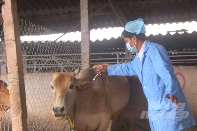 Ngành chức năng Bình Định tiêm vacxin phòng bệnh VDNC trên đàn bò. Ảnh: T.S.