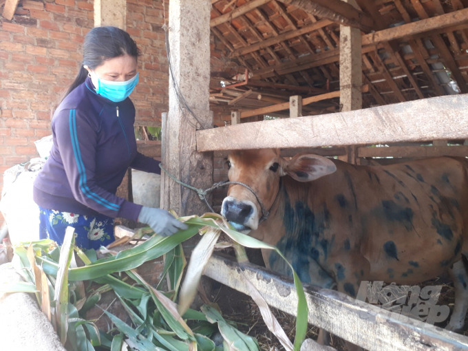 Bệnh VDNC đã lây lan trên đàn bò của 11/11 huyện, thị, thành phố trên địa bàn tỉnh Bình Định. Ảnh: Vũ Đình Thung.