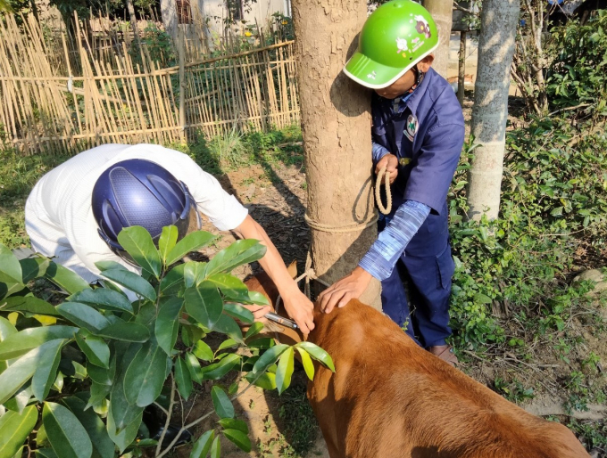 Huyện A Lưới đẩy nhanh việc tiêm vắc xin phòng, chống bệnh VDNC trên gia súc. Ảnh: T.T.