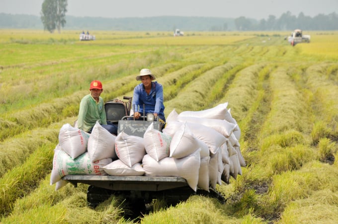 The Long Xuyen Quadrangle has become the largest rice production area in the Mekong Delta. Photo: Le Hoang Vu.