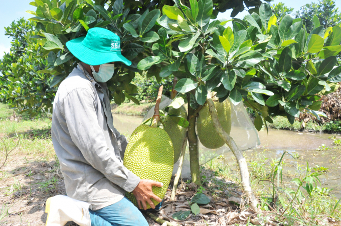 Mít Thái trồng tại vườn anh Lực cho trái rất to, với trọng lượng bình quân đạt từ 15-20 kg/trái. Ảnh: Lê Hoàng Vũ.