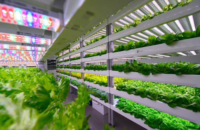 A smart vegetable farm in China. Photo: TL.