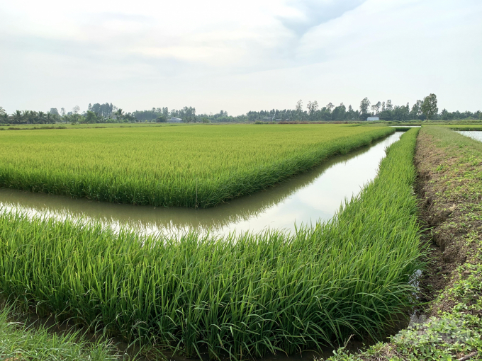 Model of shrimp - rice rotation. Photo: HD.