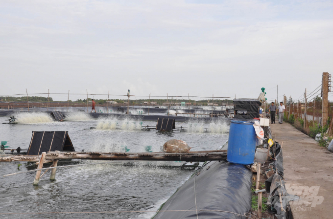 Intensive shrimp farming in the coastal area of Vinh Chau Town, Soc Trang Province. Photo: HD.