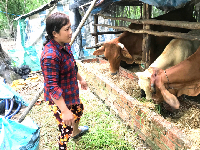 Chị Sơn Thị KoLe, một trong những hộ nghèo nhận bò của dự án đã có một bê con. Ảnh: HĐ.