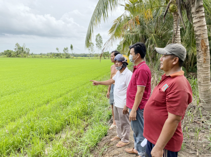 Bà con dân tộc Khmer tham gia mô hình liên kết sản xuất lúa được hỗ trợ phân bón hữu cơ, cuối vụ doanh nghiệp đứng ra bao tiêu đầu ra nên ai nấy đều phấn khởi. Ảnh: LHV.