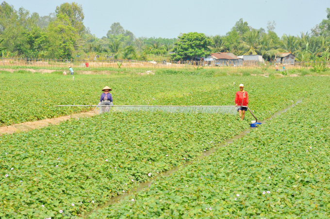 Huyện Châu Thành hiện là một trong những địa phương có vùng chuyên canh khoai lang xuất khẩu lớn nhất của tỉnh Đồng Tháp với khoảng trên 3.300ha/năm. Ảnh: Lê Hoàng Vũ.