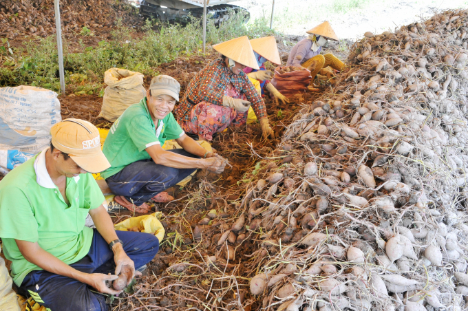 Việc trồng khoai lang tím cho thu nhập tốt những năm trước đã khiến nhiều nơi, nông dân ồ ạt trồng khoai lang khi còn mù mờ về thị trường tiêu thụ. Ảnh: Lê Hoàng Vũ.