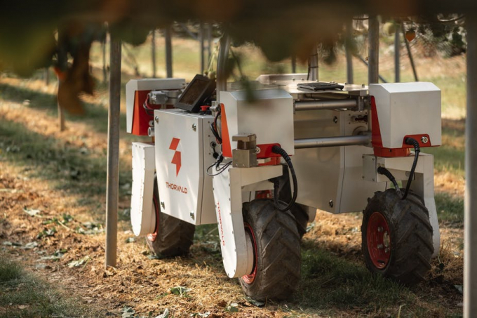Một robot nông nghiệp của công ty Saga Robotics đang làm việc.