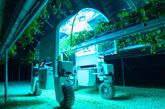 Một robot nông nghiệp đang chiếu đèn cực tím cho dâu tây.