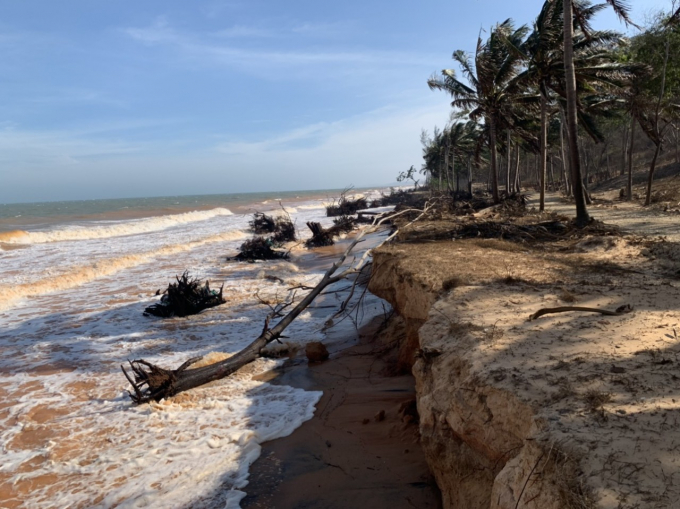 Những năm gần đây tình trạng sạt lở bờ biển ở Bình Thuận ngày càng nghiêm trọng. Ảnh: KS.