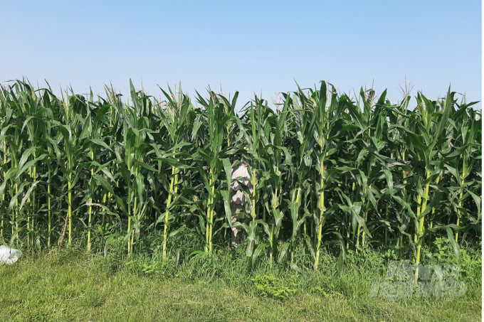 Using bio-products to grow biomass corn helps plants grow well, reducing many disease objects. Photo: VD.