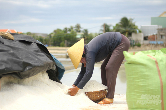 Diêm dân xã Cát Minh (huyện Phù Cát, Bình Định) hốt muối cho vào bao để bán. Giá muối bán tại ruộng hiện chỉ có 20.000đ/gánh (35kg), tính ra chưa tới 600đ/kg. Ảnh: Vũ Đình Thung.