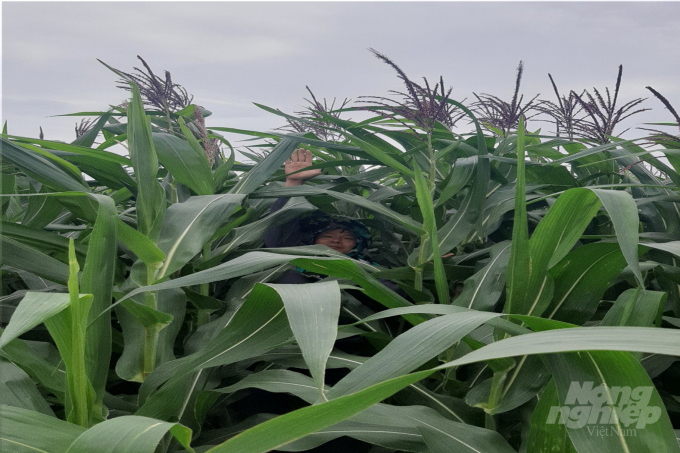 The yield of maize variety VN 172 using bio-products for growing biomass maize increased by 8-10 tons compared to other maize varieties. Photo: VD.
