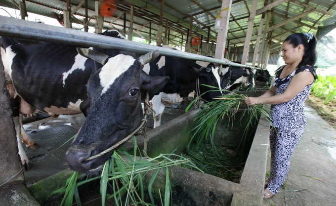 Liên kết Vinamilk nuôi bò sữa công nghệ cao tại huyện Củ Chi, TP. HCM. Ảnh: VNM.